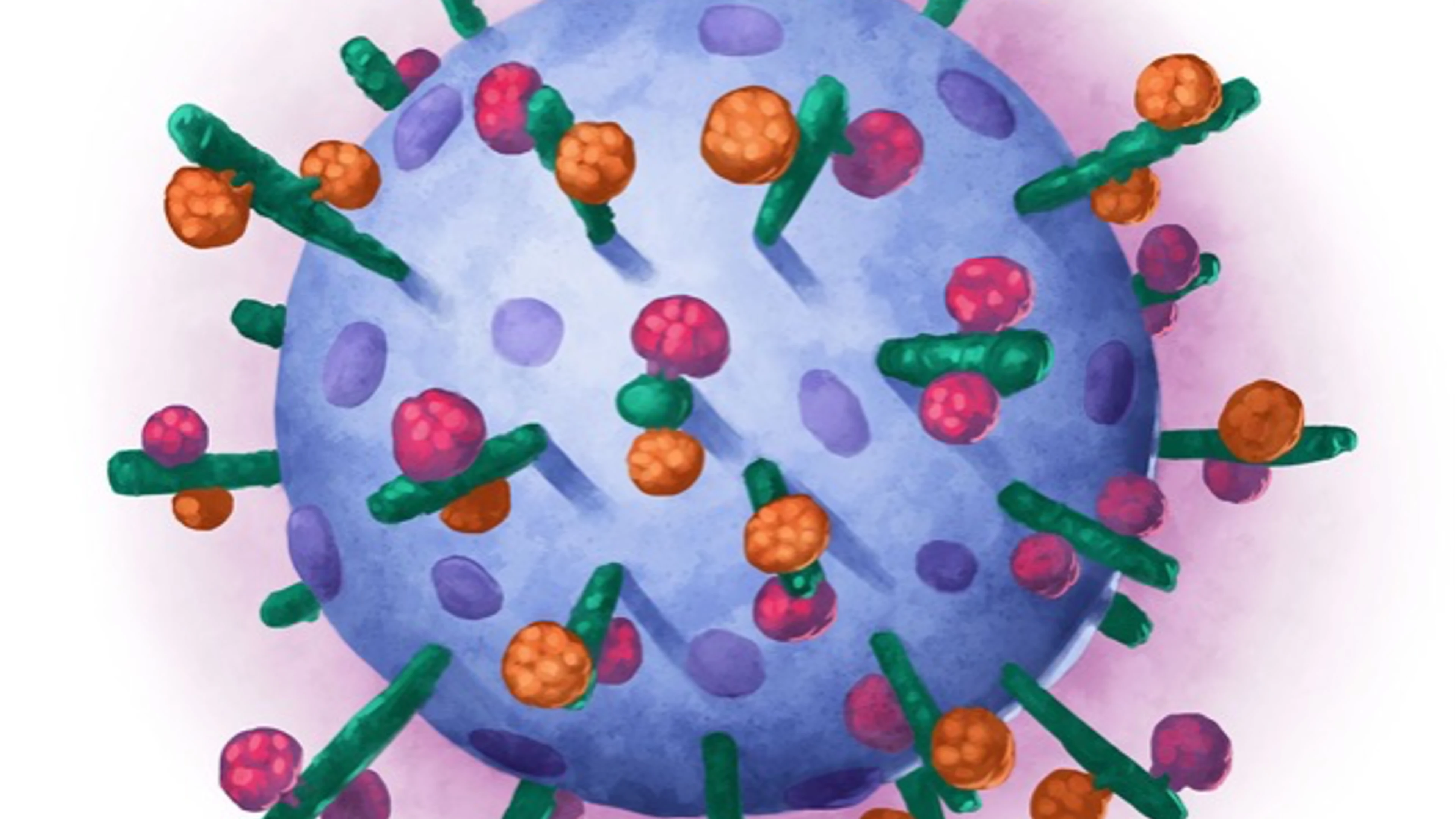 BERA vaccine molecule